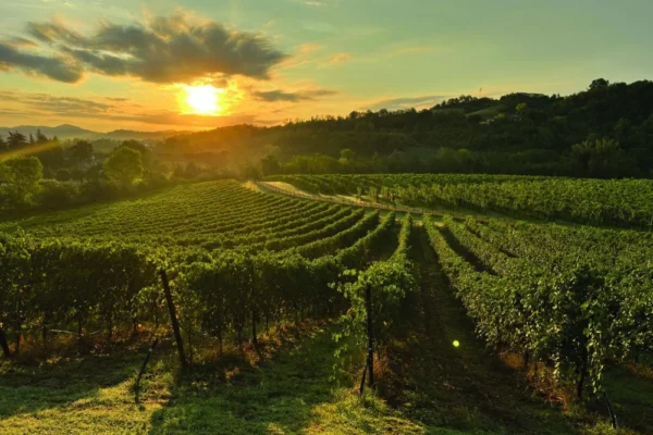 Kumeu Wine Tour from Auckland – Wineries, Tastings & Muriwai Beach