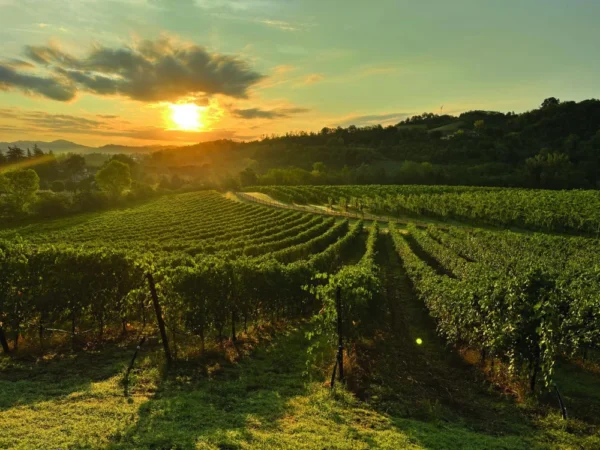 Kumeu Wine Tour from Auckland – Wineries, Tastings & Muriwai Beach