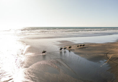 Best Auckland Tours and Experiences You Can’t Miss